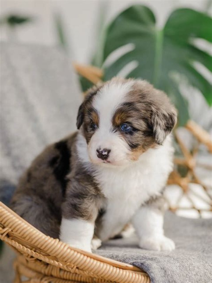 Is Chill Factor dog friendly?