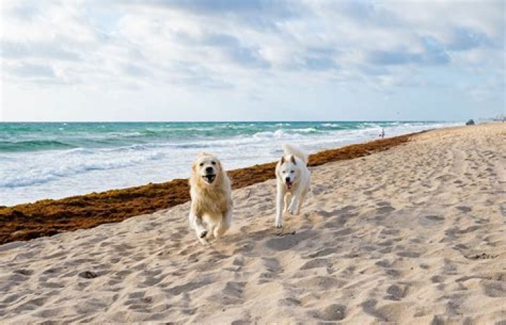 Is Church Bay beach dog friendly?