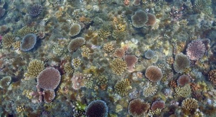 Is coral endangered?