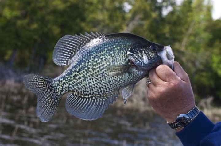 Is crappie a panfish?