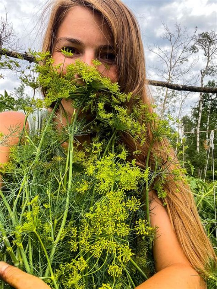 Is dill related to fennel?