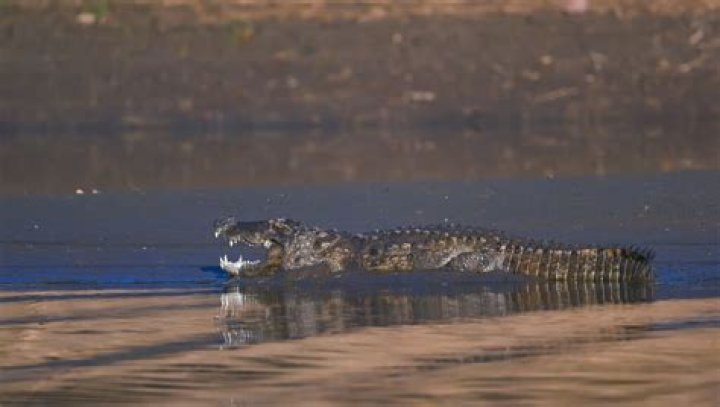 Is eating crocodile legal in India?