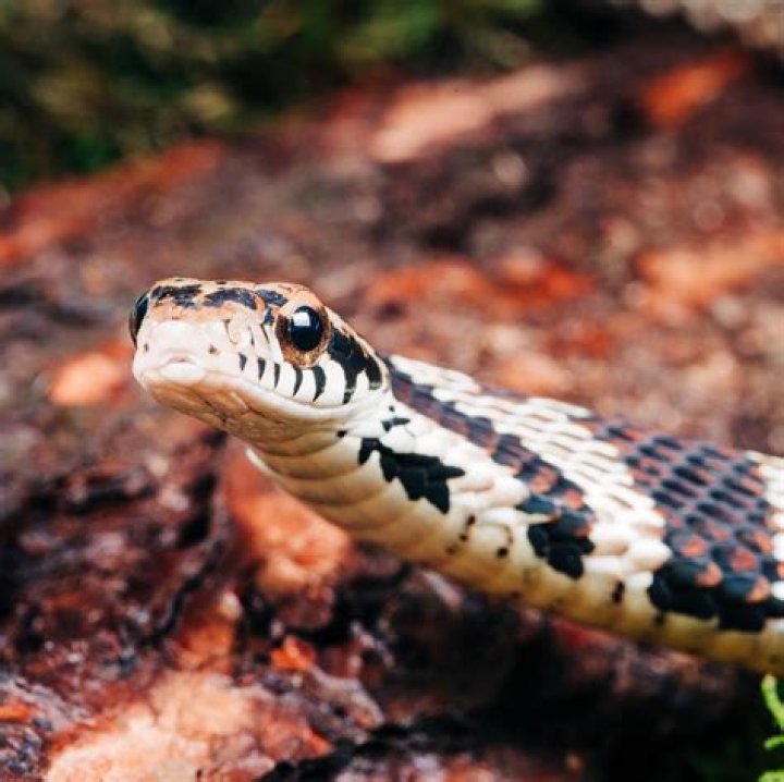 Is eating snake good?