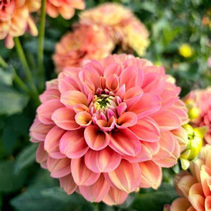 Is Fleur Latin?