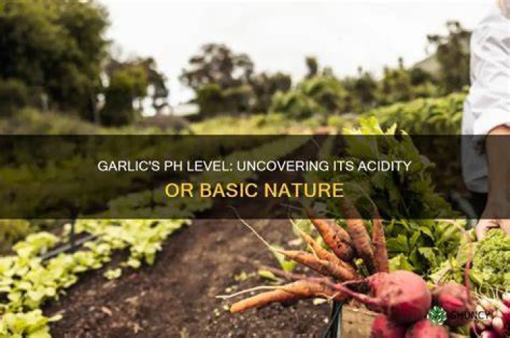 Is garlic acidic or basic?