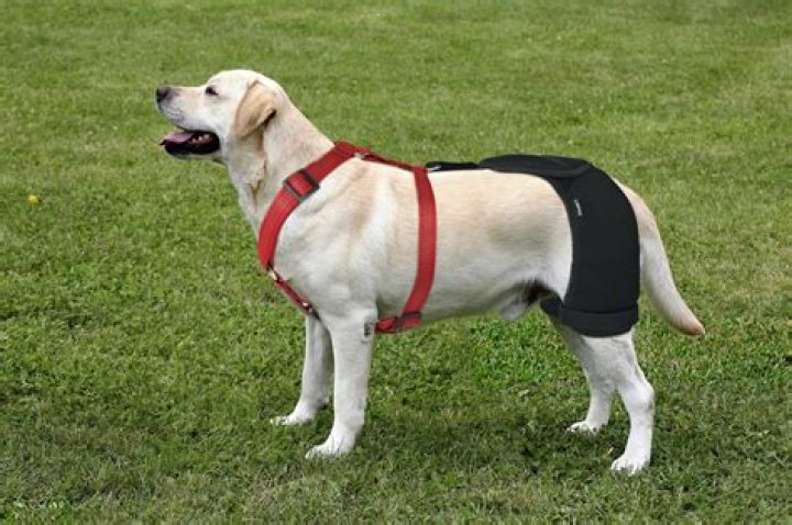 Is hip dysplasia painful for a dog?