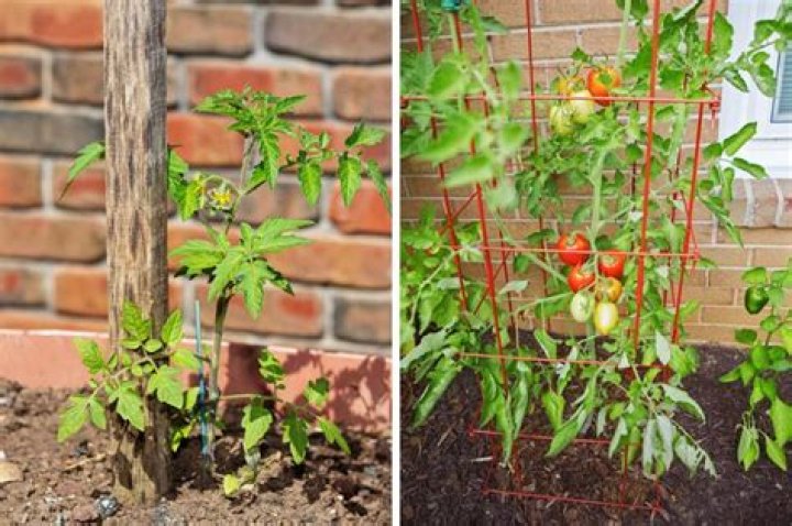 Is it better to stake or cage tomatoes?