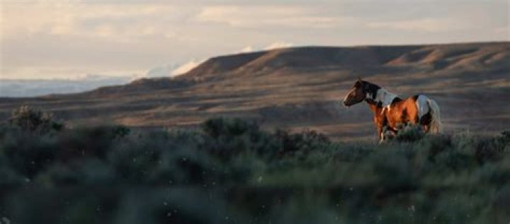 Is it horse's or horses?