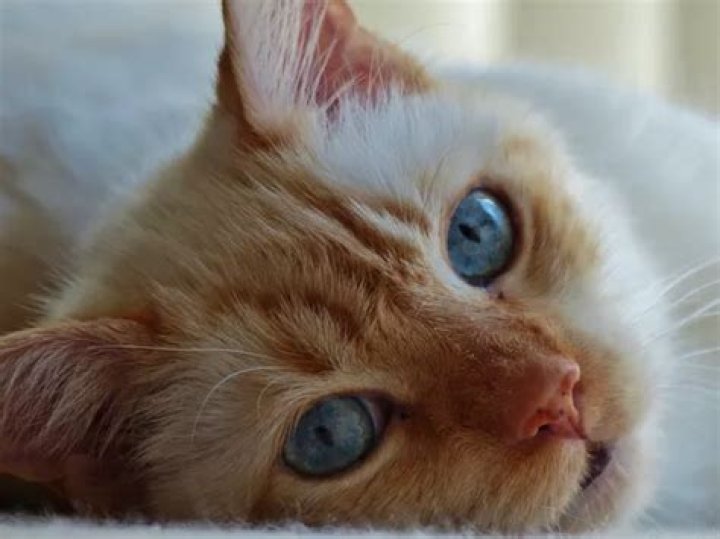 Is it OK to leave a cat alone for 3 days?