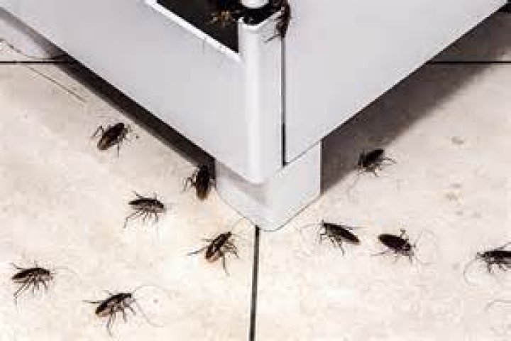 Is it OK to live with roaches?