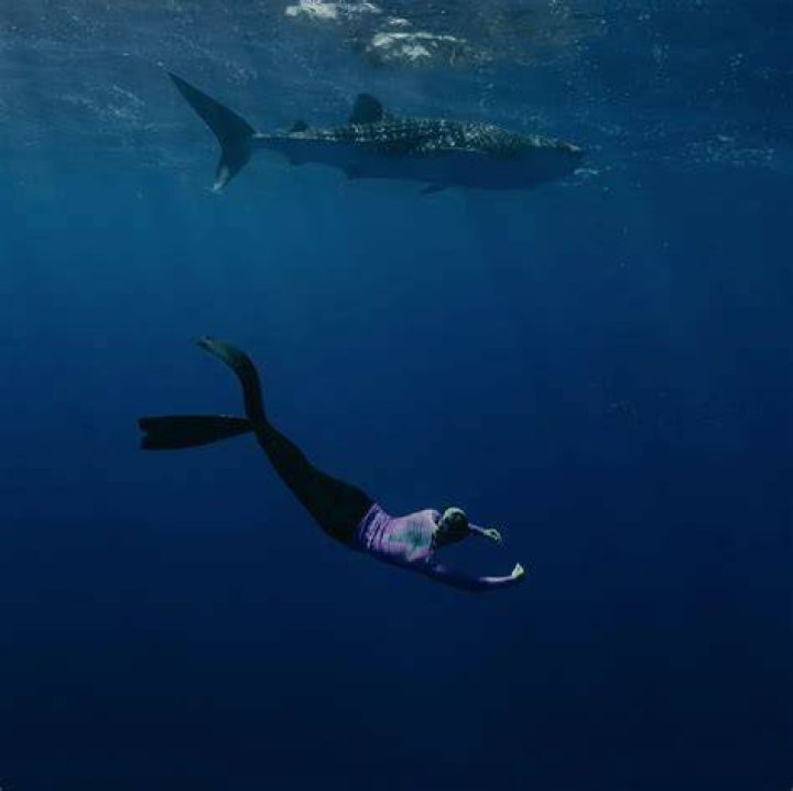 Is it scary to swim with whale sharks?