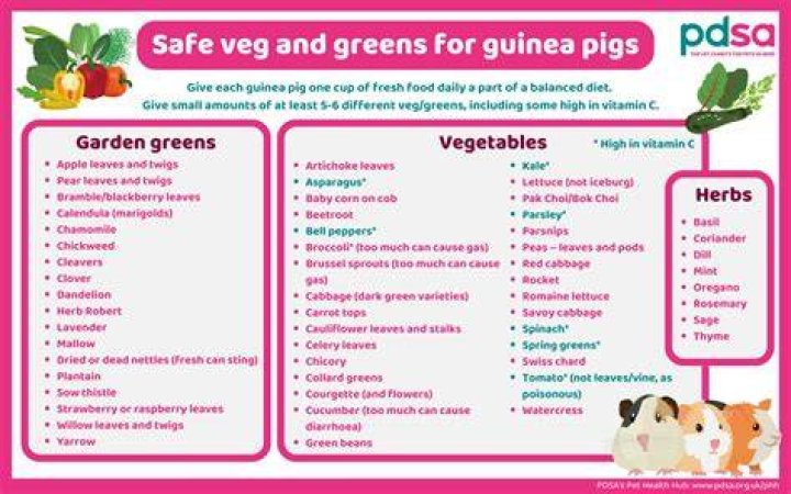 Is lettuce good for pigs?