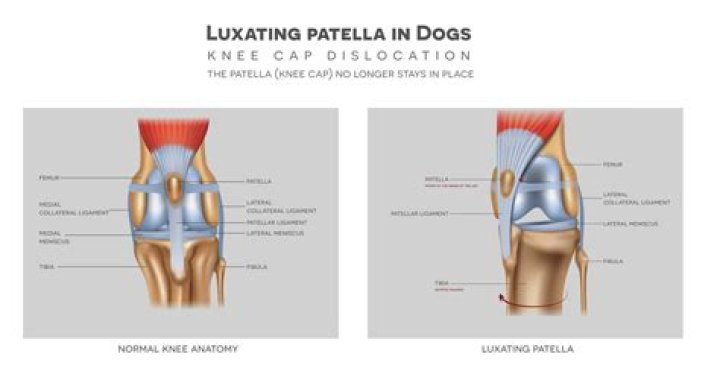 Is luxating patella painful for dogs?