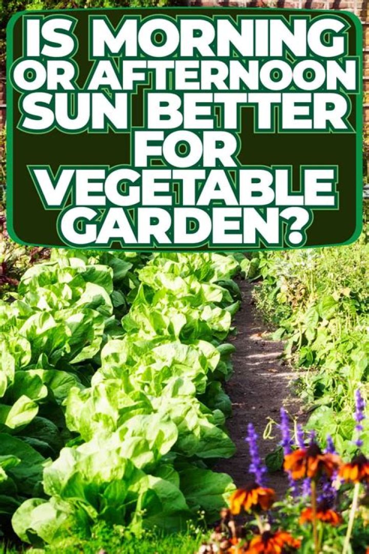Is morning or afternoon sun better for vegetable garden?
