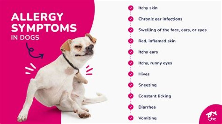 Is my dog allergic to tennis balls?