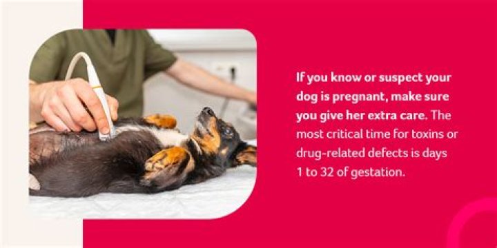 Is my dog pregnant if she is bleeding?
