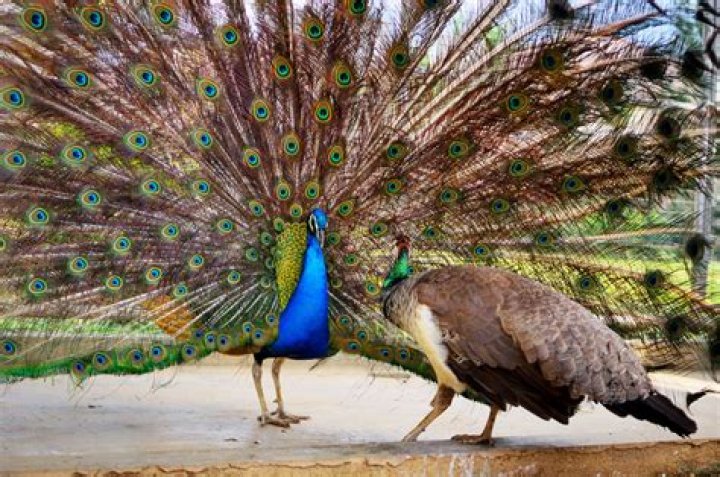 Is Peacock part of Hulu?