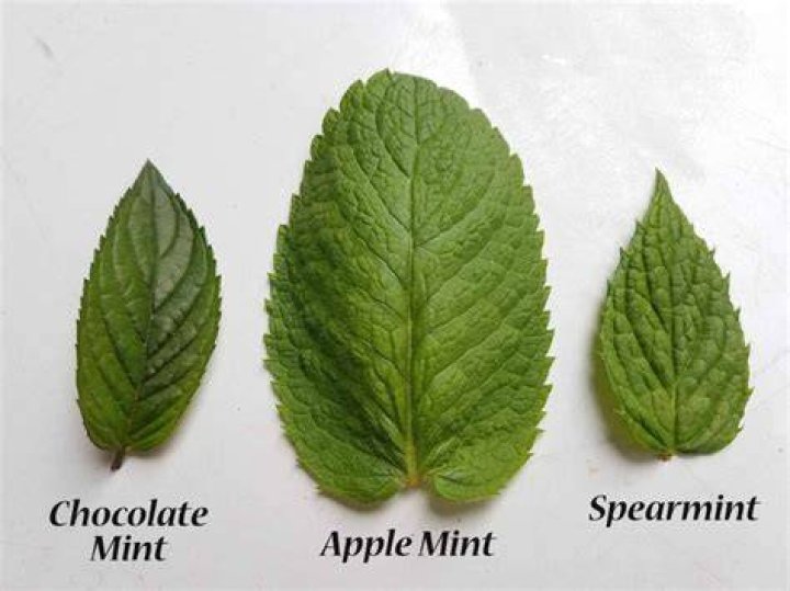 Is peppermint made from mint leaves?