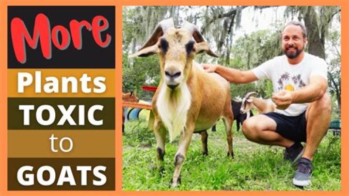 Is pine toxic to goats?