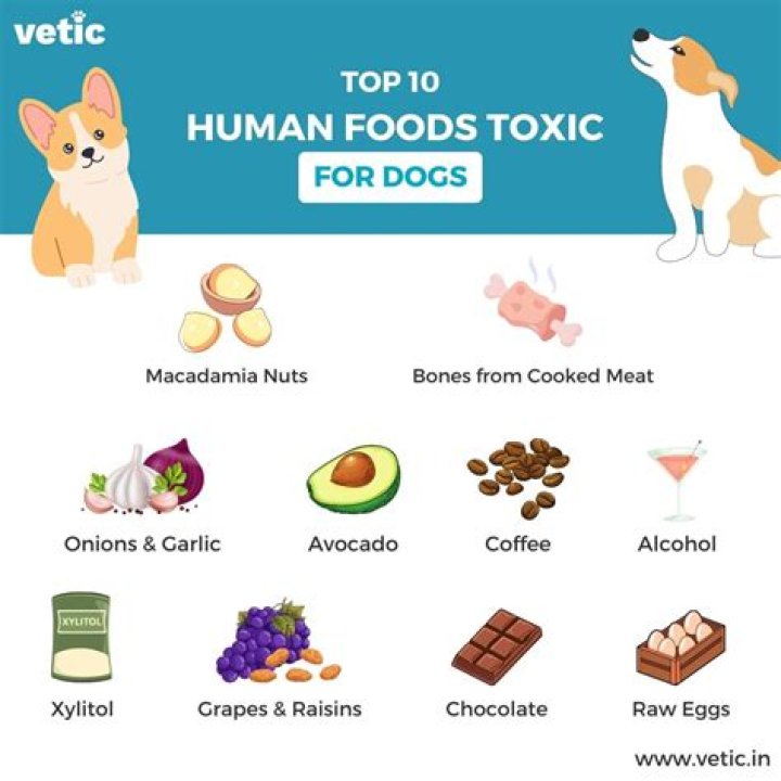 Is potassium nitrate harmful to dogs?