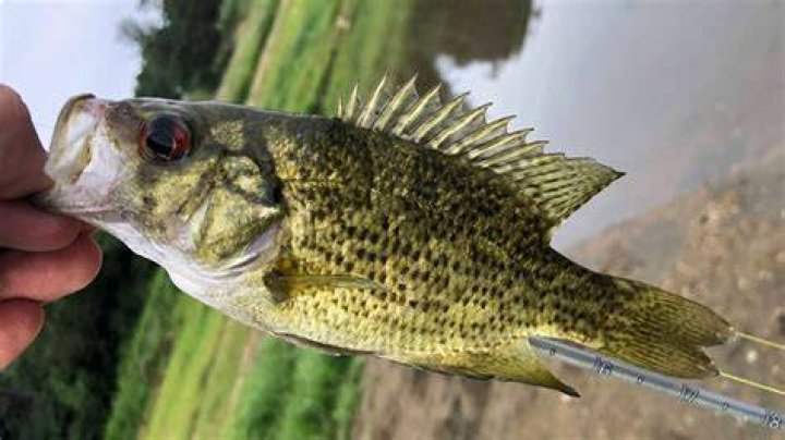 Is rock bass a panfish?