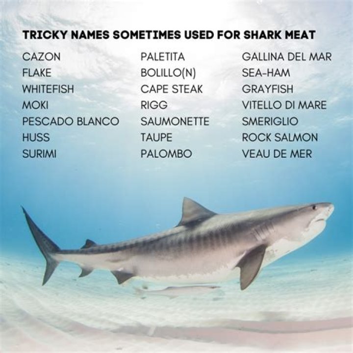 Is shark meat legal in the US?