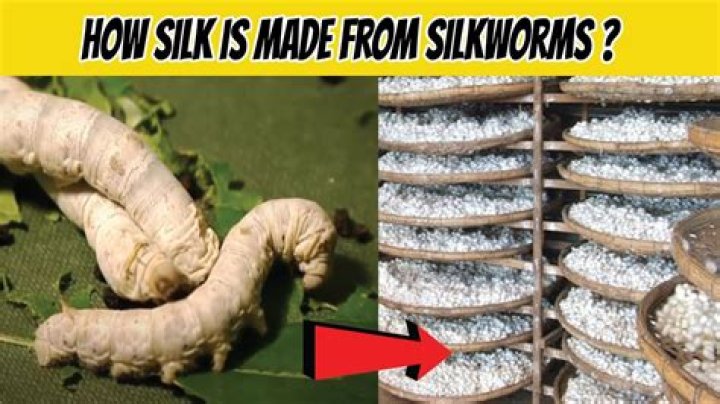 Is silk made of dead worms?