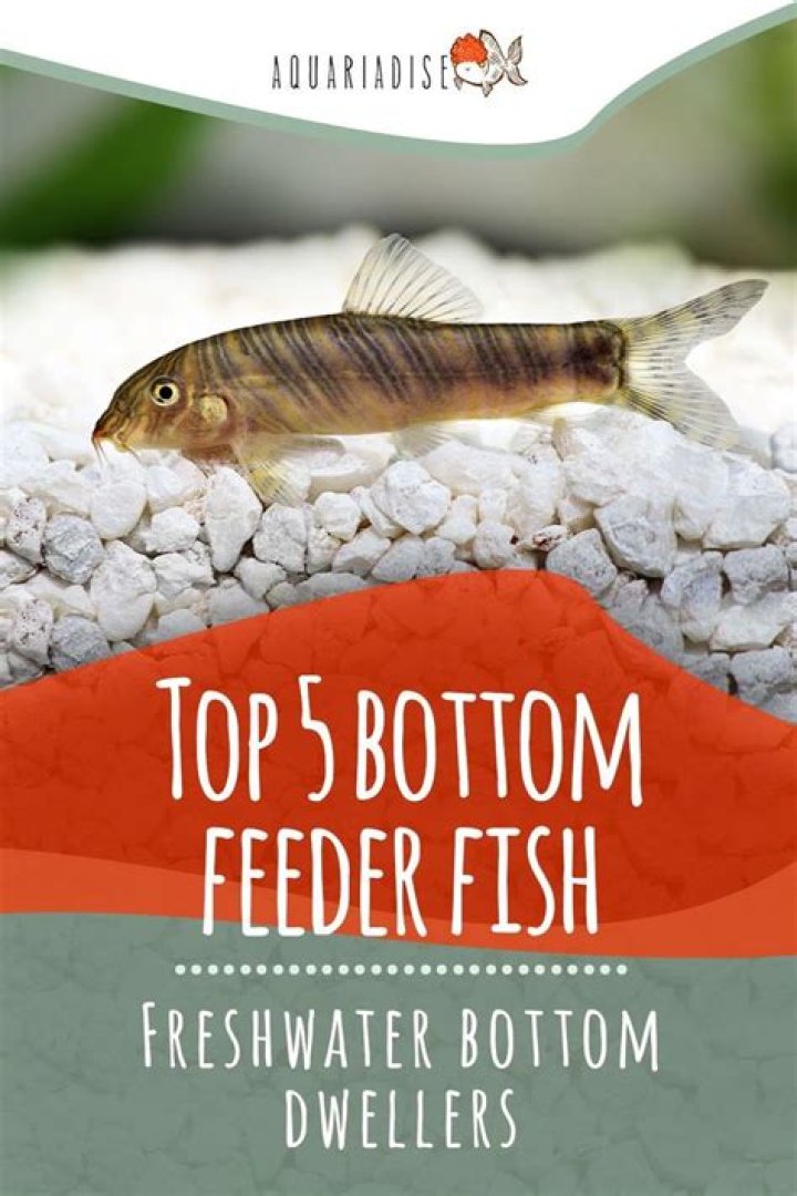 Is skate a bottom feeder fish?