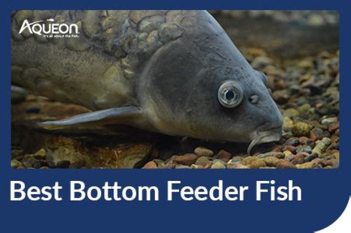 Is skate a bottom feeder?