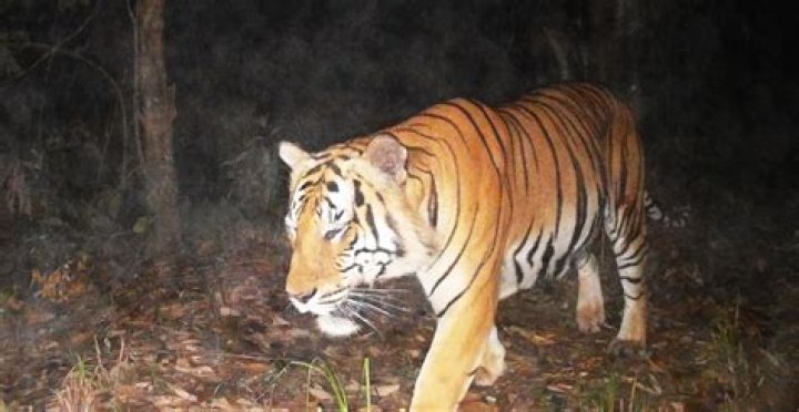 Is the Caspian tiger still alive?