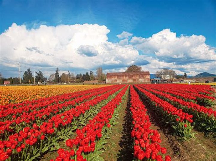 Is the tulip being built?
