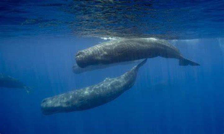 Is there whale Sperm in the ocean?