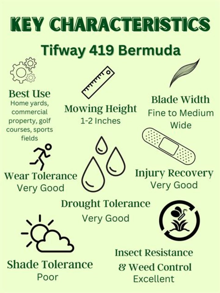 Is Tifway 419 shade tolerance?