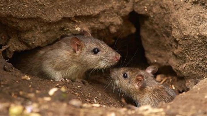 Is timothy hay OK for rats?
