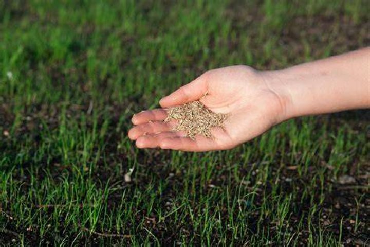 Is topsoil or compost better for grass seed?