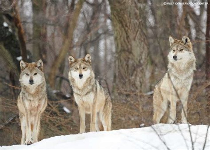 Is Villa Wolves a derby?