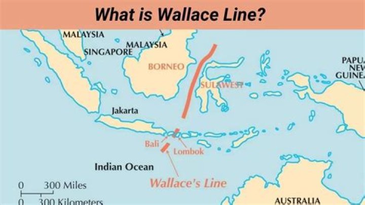 Is Wallace a saint?