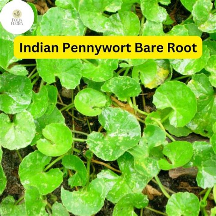 Is water pennywort edible?