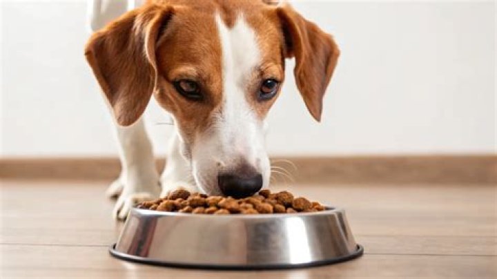 Is Wet food easier for dogs to digest?