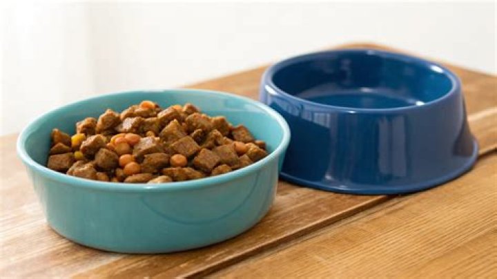 Is Wet food good for dogs?