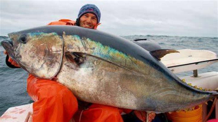 Is wild caught tuna safe for sushi?