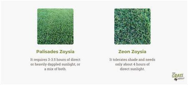 Is Zoysia grass any good?