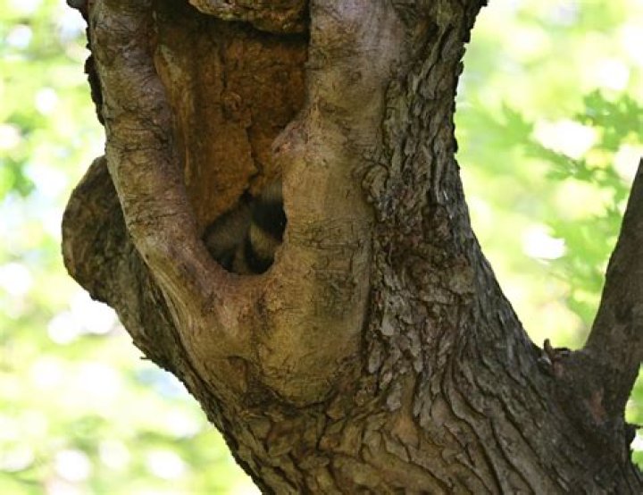 Should I remove a hollow tree?