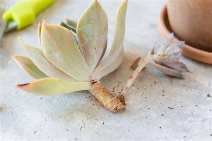Should I wash succulent roots before repotting?