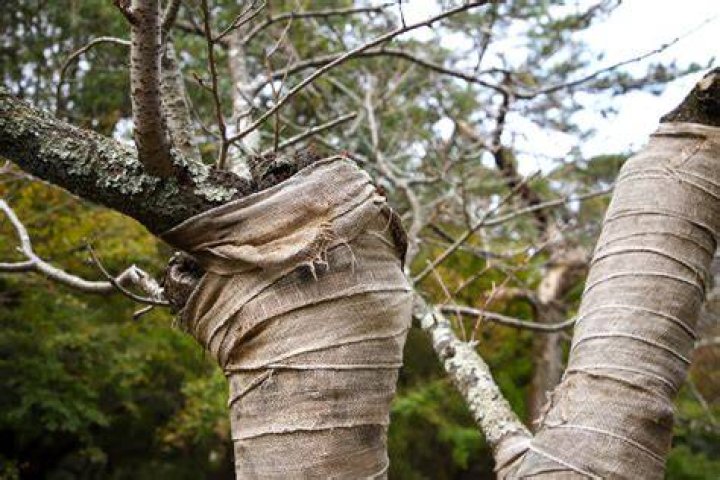 Should I wrap a damaged tree trunk?