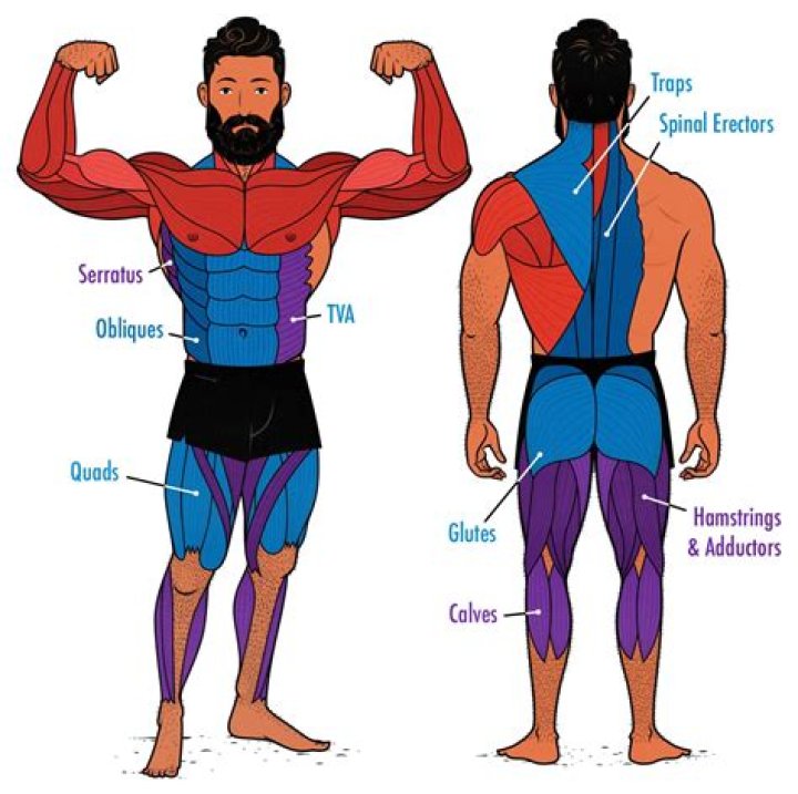 Should muscles be hard all the time?