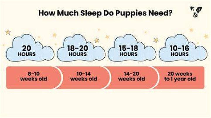 Should my 12 week old puppy sleep through the night?