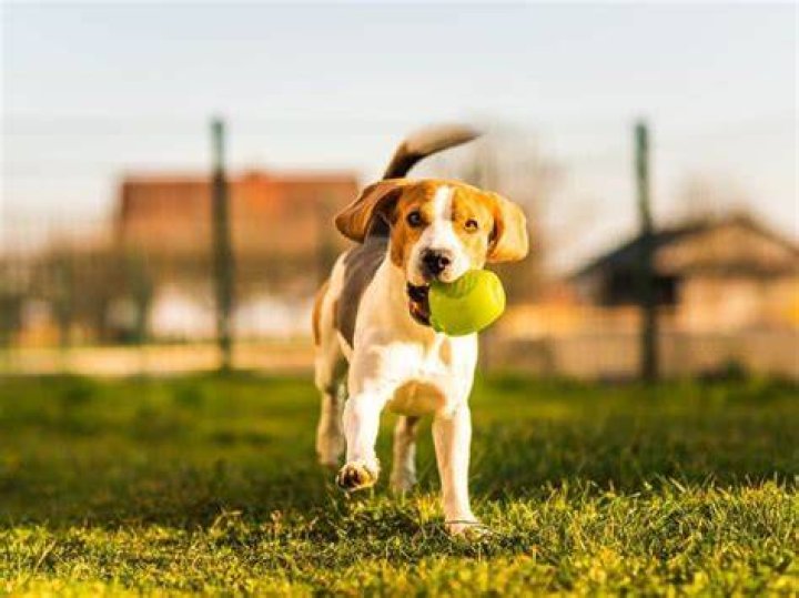 Should puppies play fetch?