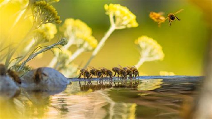 Should you jump in water if attacked by bees?