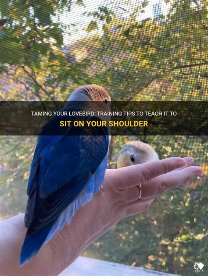 Should you let your bird sit on your shoulder?